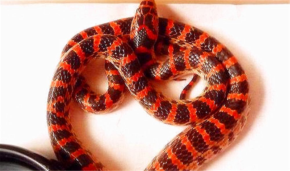 世界上最惊艳的7种蛇,色彩迷人,最后一种在国外成"家庭宠物"