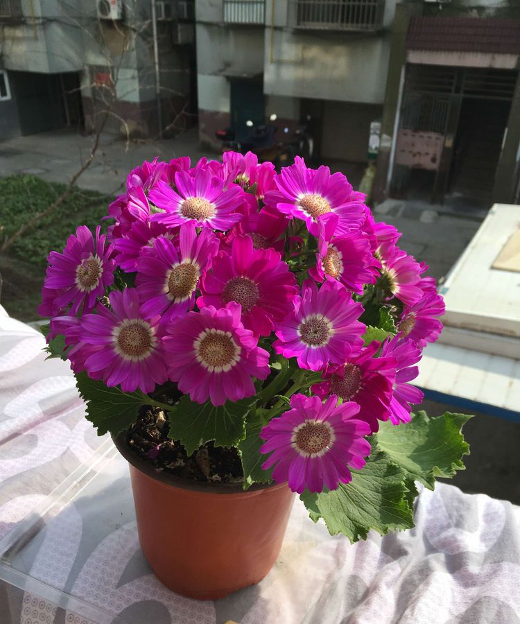 "精品玫瑰"罗德斯,丝绒般柔和,红艳欲滴