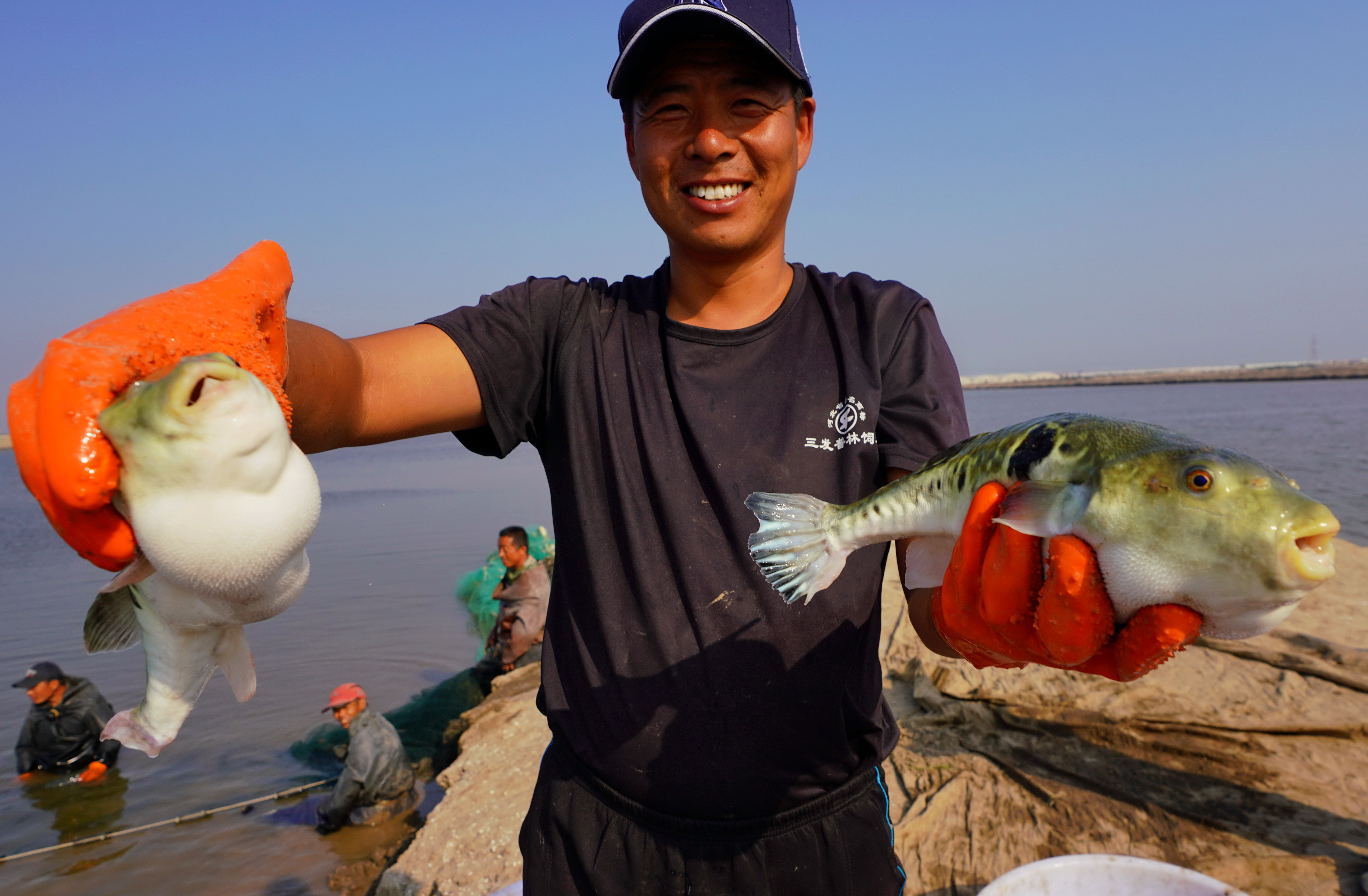 河豚养殖富农家