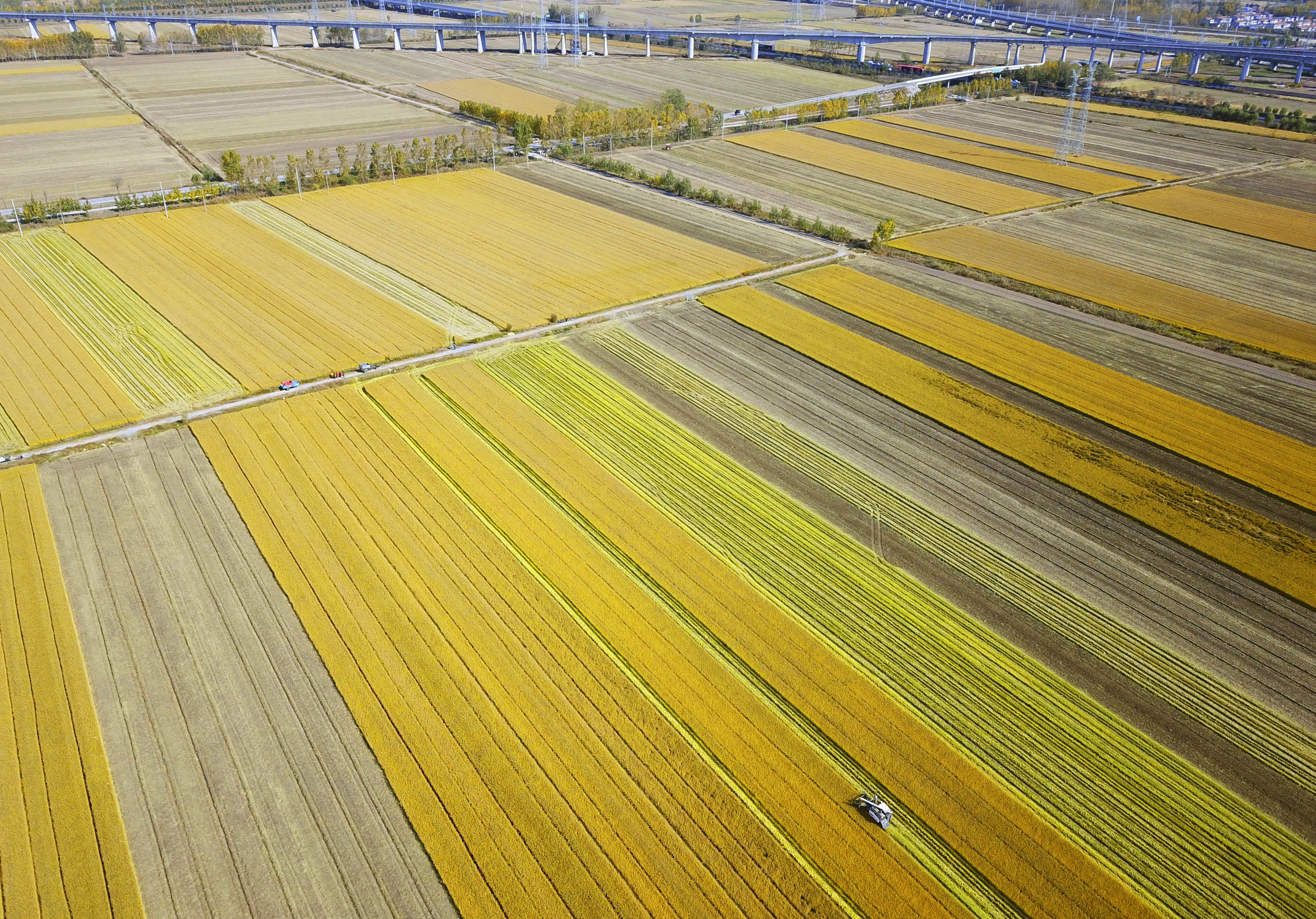 江苏连云港:东海大米获丰收