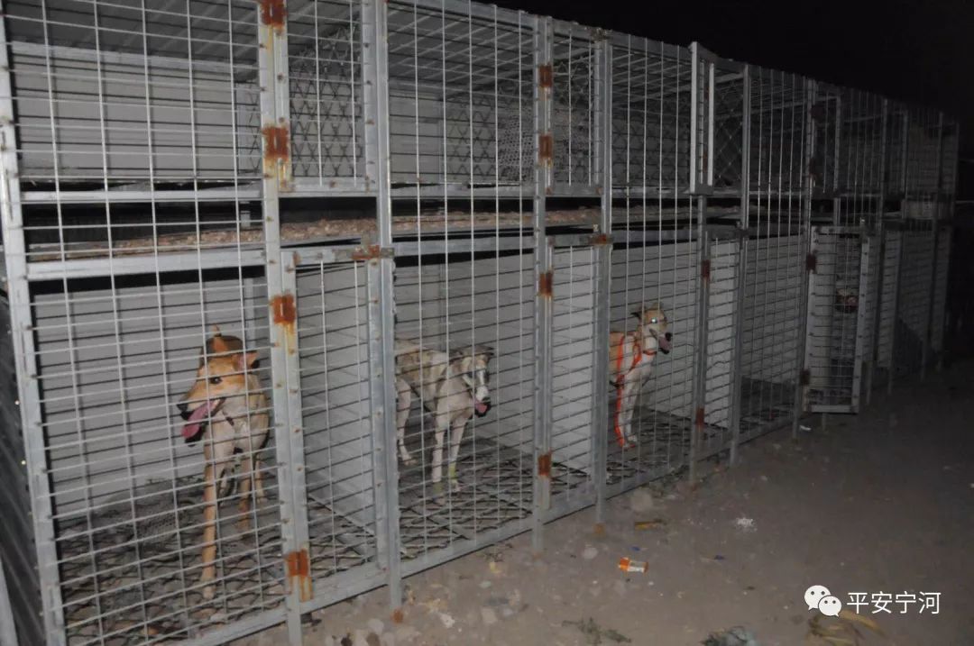 抓捕现场丨"野外"设赌局   "狗抓兔子"赌场窝点被警方一举端掉