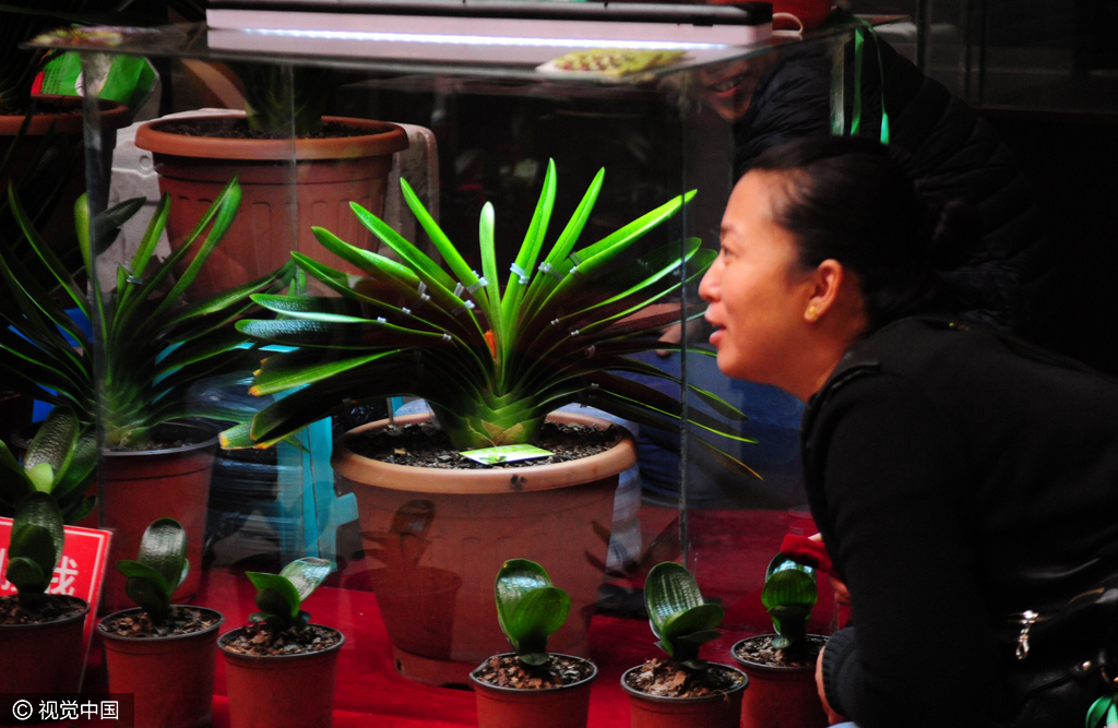 沈阳举办君子兰展 万元一盆比比皆是