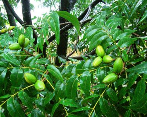 碧根果栽种要选择合适的地方,成活率会很高,果树会长得更健壮