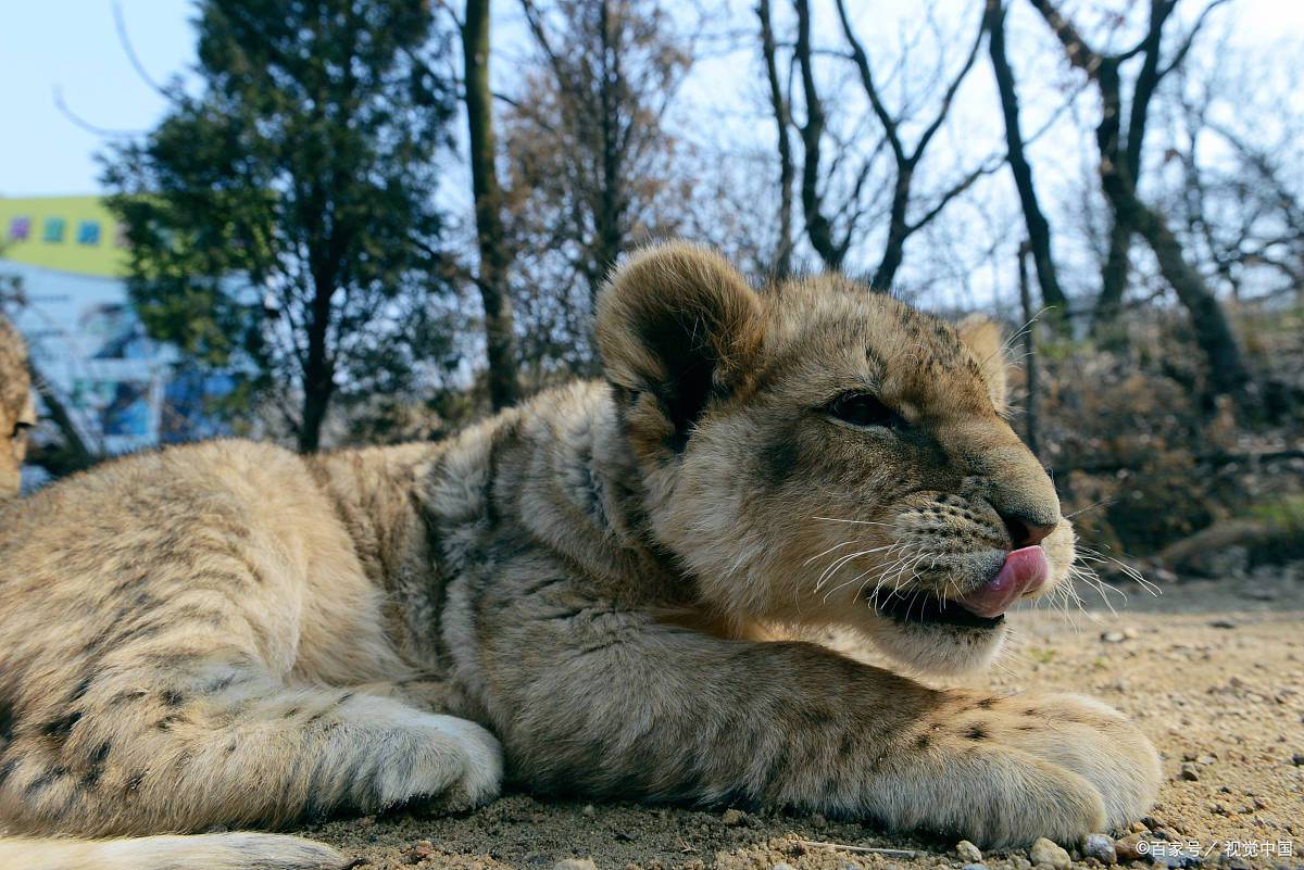 非洲狮african lion