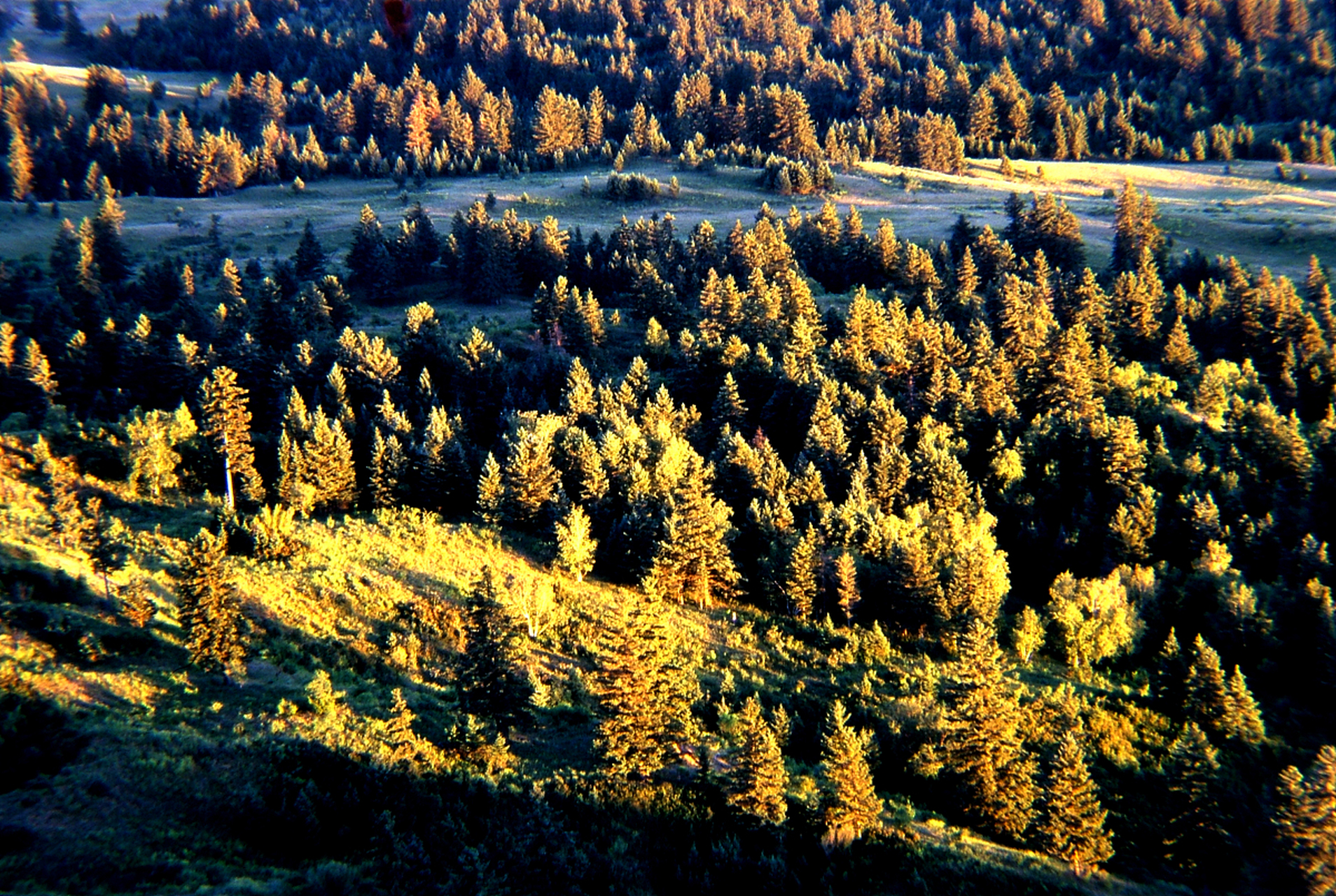 分享图片云杉林