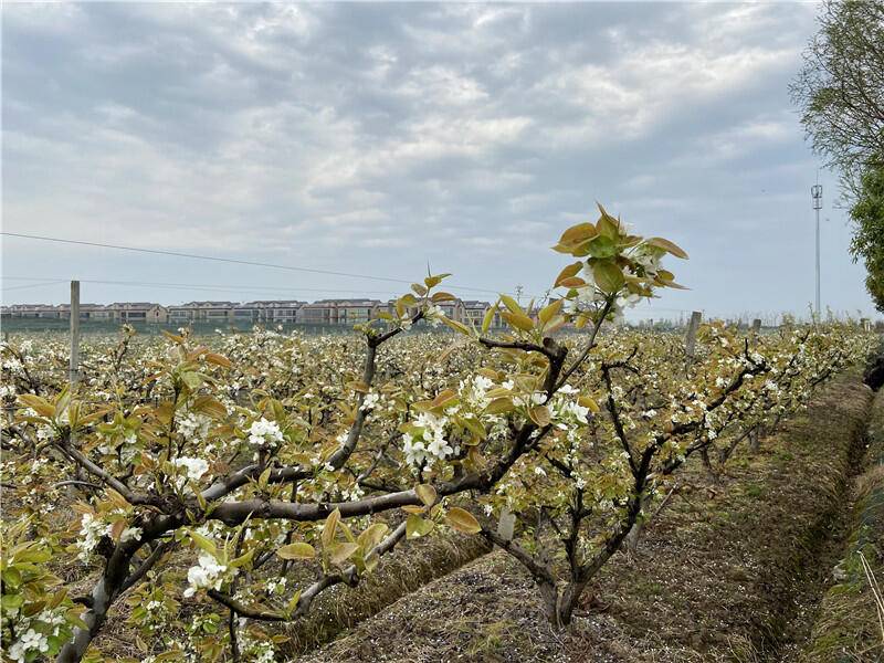 3000多亩花海 袁花镇乡村旅游文化节暨第十二届梨花节开启