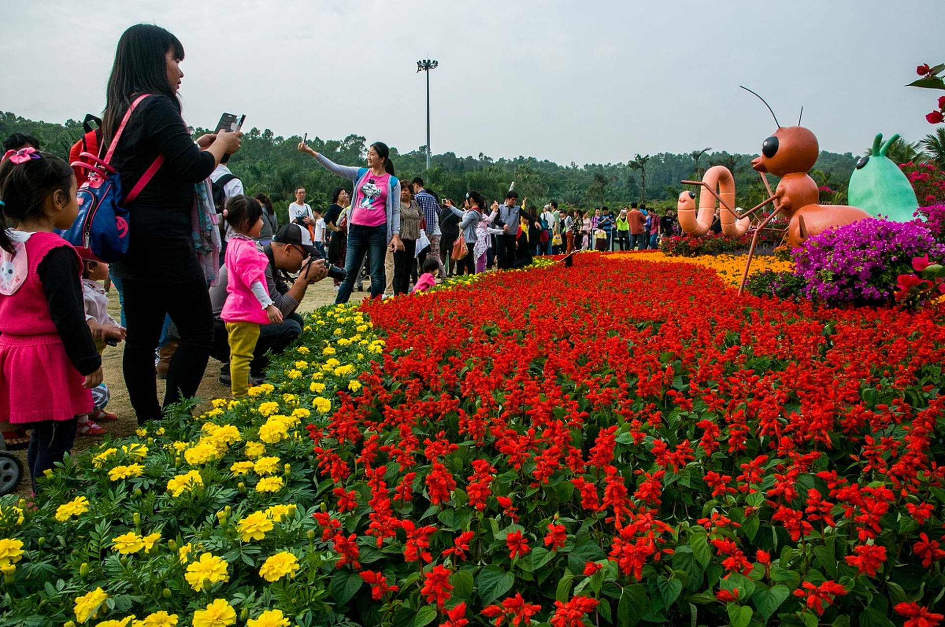 深圳免费花海图片