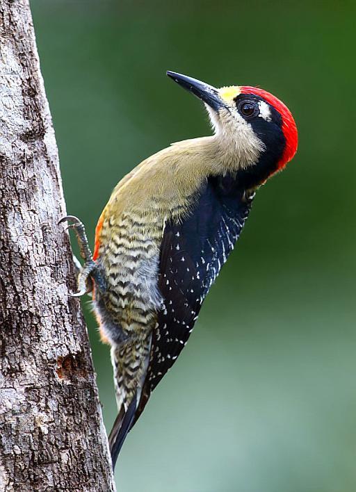 这只啄木鸟头上红红的,嘴巴尖尖的,背上黑色的羽毛还带一点白色的小