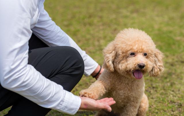 经常打贵宾犬,会有这些"后遗症",宠主了解一下!