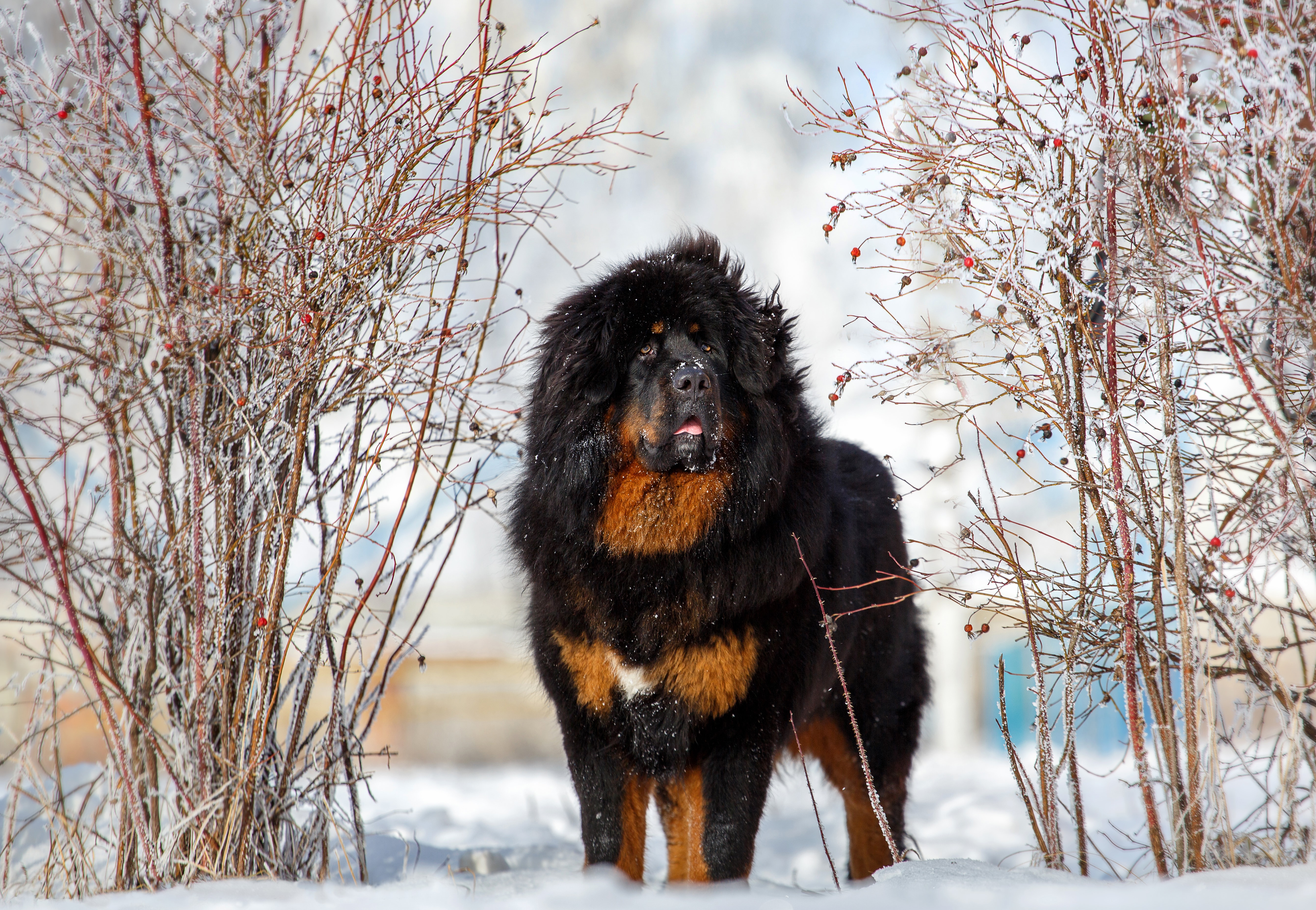 世界上最凶猛的5种守卫犬,你知道哪一种?