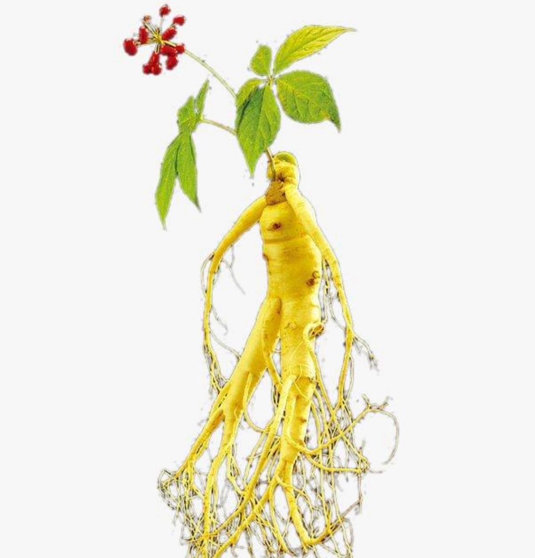 1种植物,人称百草之王,号称"包治百病",深山老林才有