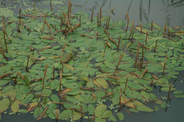 农村水田里才有的"野草",专门浮在水面上,晒干能泡茶,解油腻
