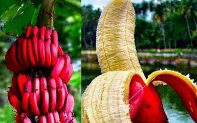 各种颜色的非洲香蕉,用脚踩出来的香蕉酒也是一绝