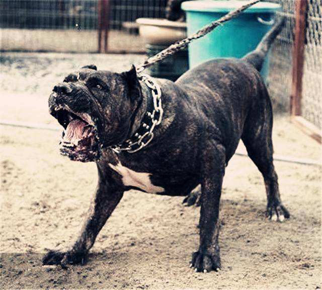 杜宾犬原产德国,它是根据培育这一品系人的名字路易斯·杜宾曼先生