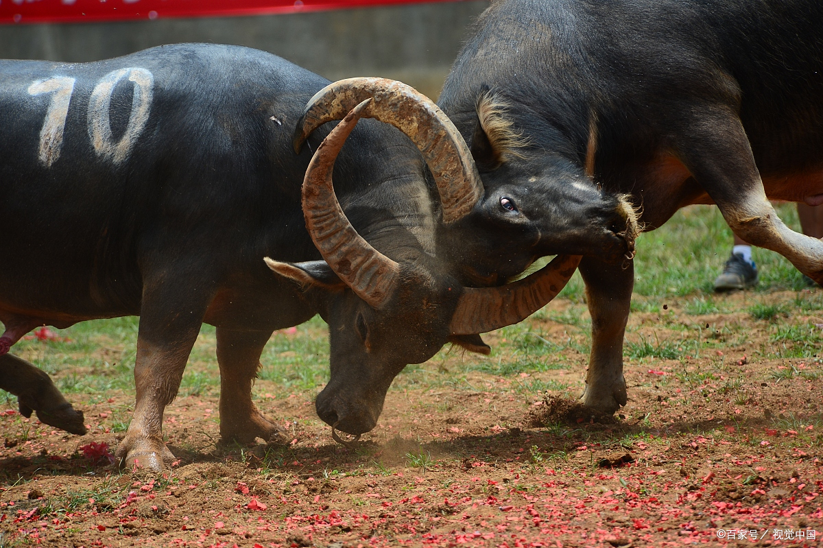 凯里白午东方斗牛城第三届"鸿发杯"牛王争霸赛战报
