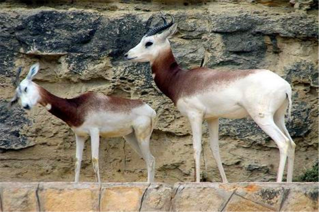 全球最濒危的4种动物!看似可爱实则凶猛,却还是躲不过猎杀!