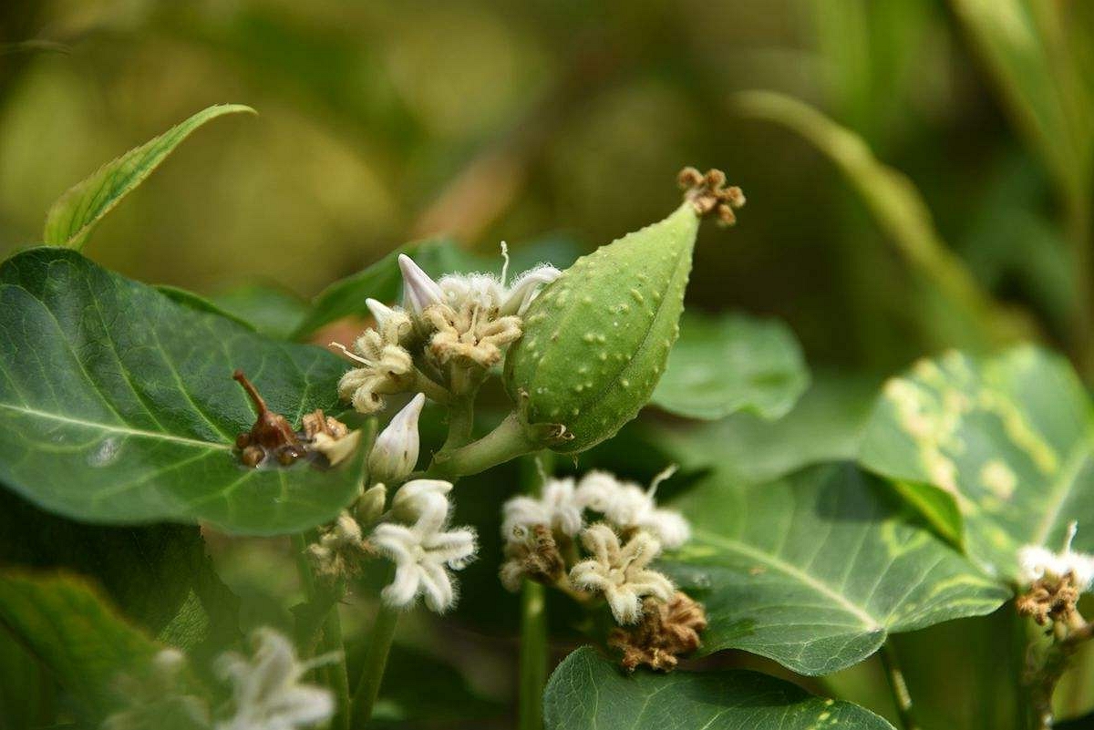 在以前经济条件不太好的时候,很多穷苦人家都会上山去采摘奶浆菜用来