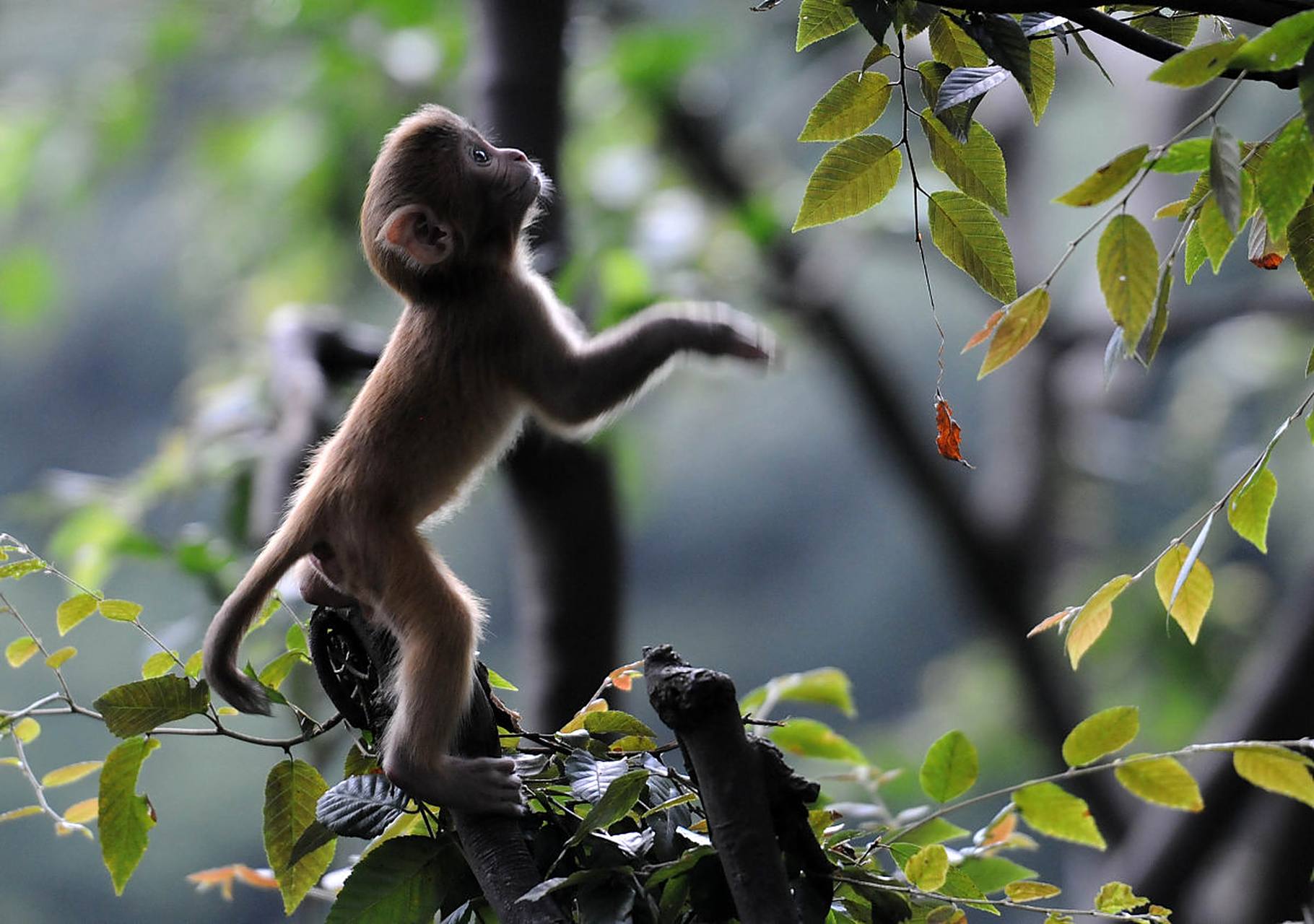 坚持为小动物发声! 请立即停止对小猴子的网暴!
