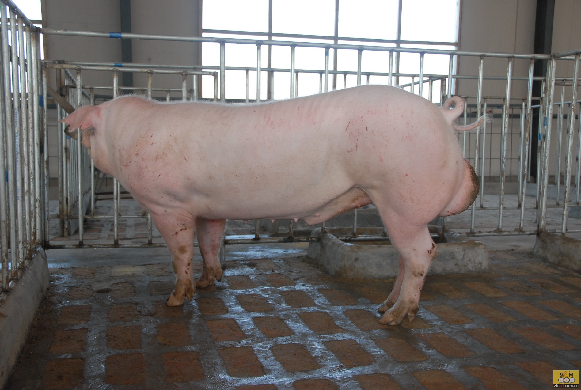 猪- 热门商品专区