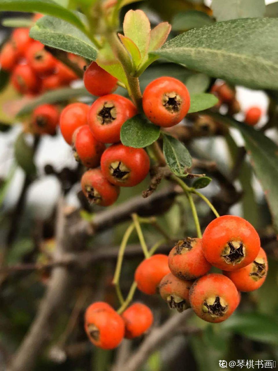 这花结满红果子,比菊花都好看,越养越上瘾!