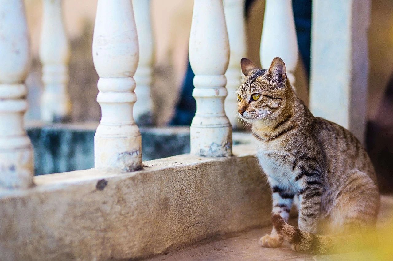 猫咪眼中的世界跟人类大不一样,天生看不到这种颜色竟然还近视?