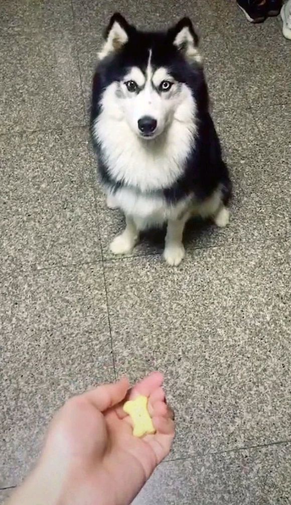 这只二哈不仅智商低还眼神不好,瞧那懵逼的表情真是太可爱啦!