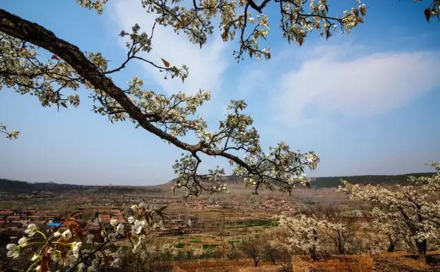 临沂平邑九间棚的梨花会之约