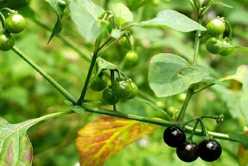 更是农村孩子的童年零食,当然这种东西还可以用于泡酒