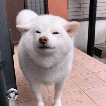 院子外写着"有恶犬",看到狗子却笑翻了,确定是认真的吗?