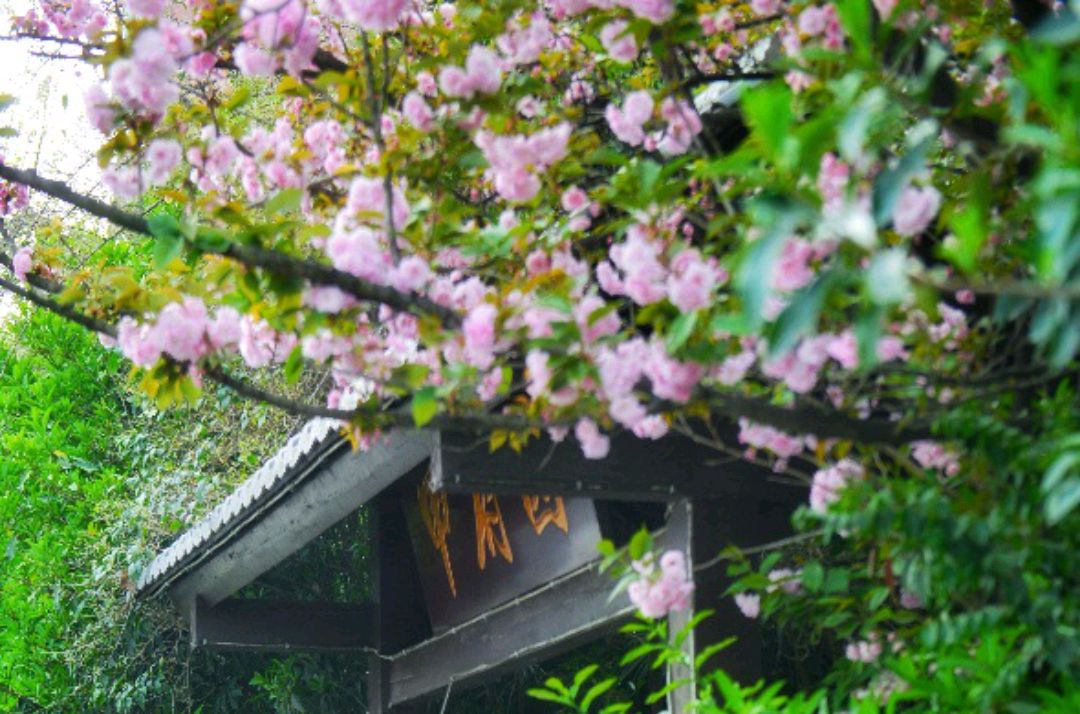 山川异域风月同天,成都市区藏着一处樱花园,美景不亚于武汉大学