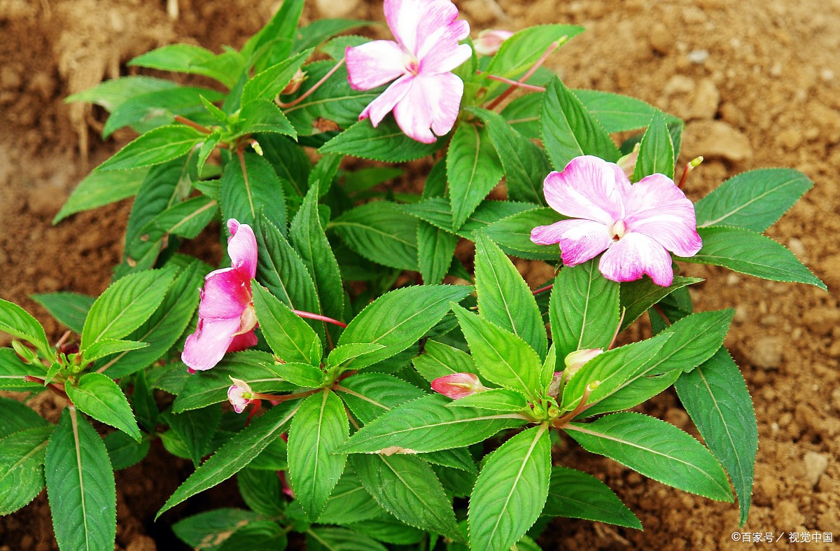 百度爱采购首页 商品专题_凤仙花凤仙花又叫金凤花,也叫指甲花,花朵