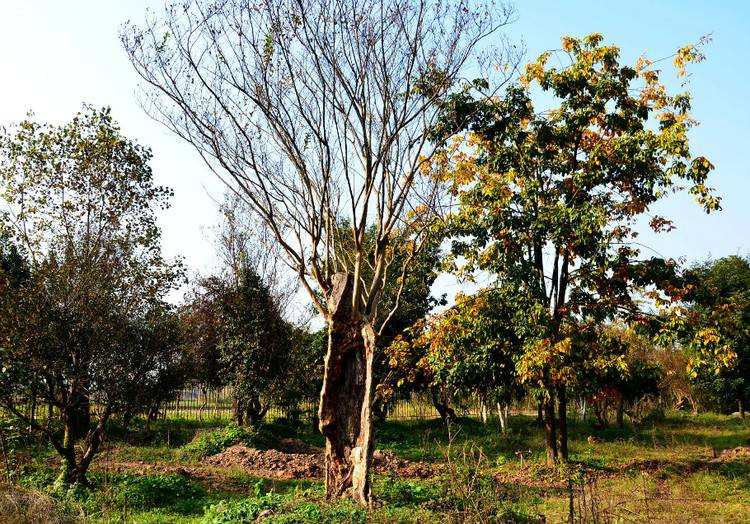 陕南珍稀植物园的景色,不来了解一下?相信你会喜欢这里的!