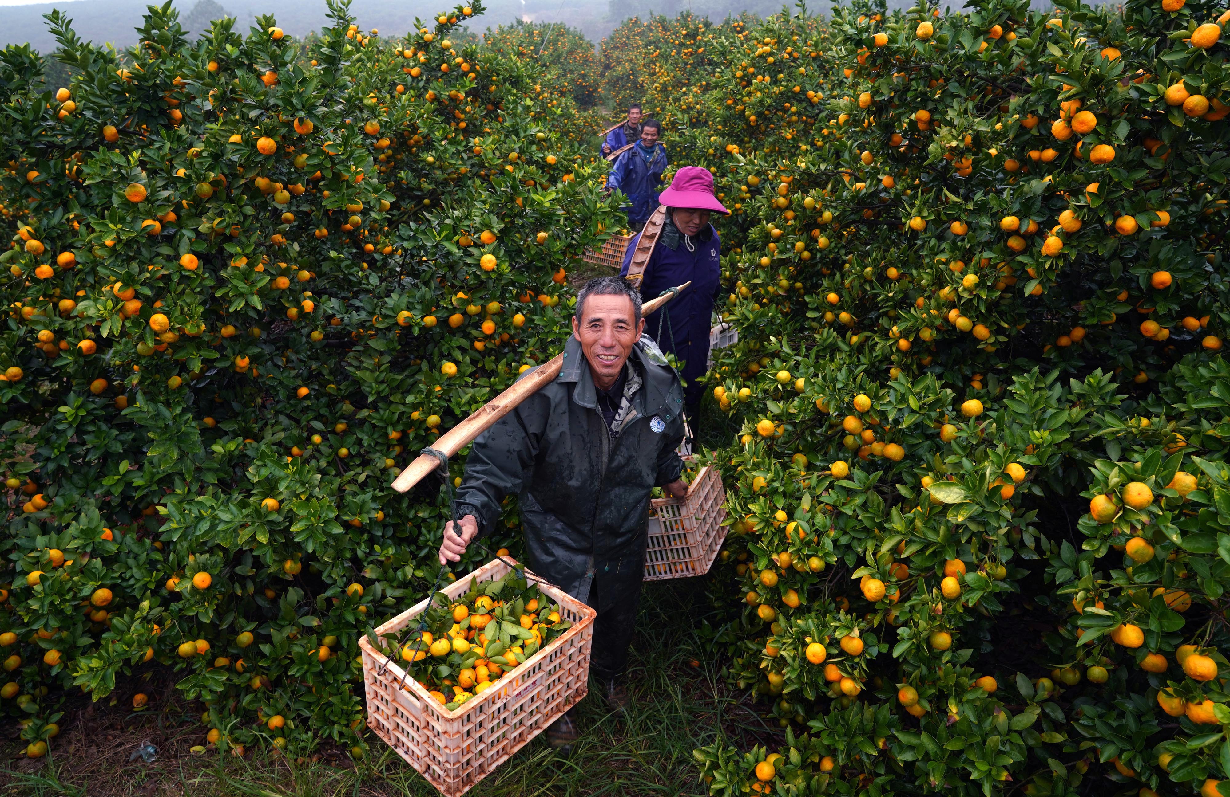 江西新余:发展蜜桔产业 助力脱贫致富(3)