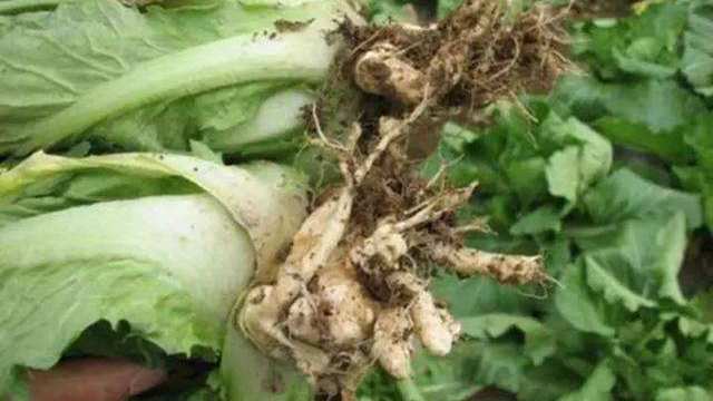 白菜长了"小瘤"怎么办?十字花科蔬菜根肿病惹的祸!