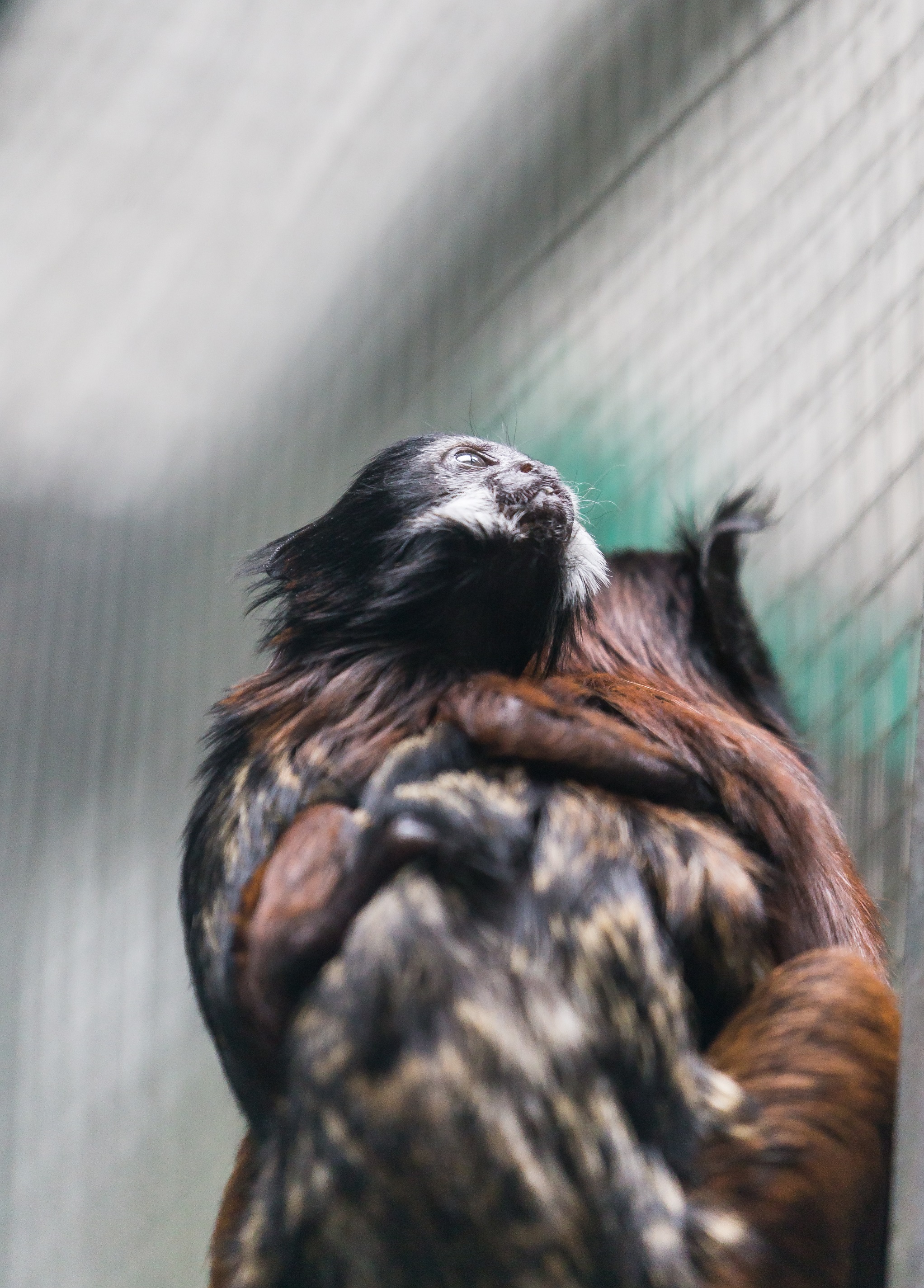 国内首次繁殖 上海动物园鞍背柽柳猴宝宝出生