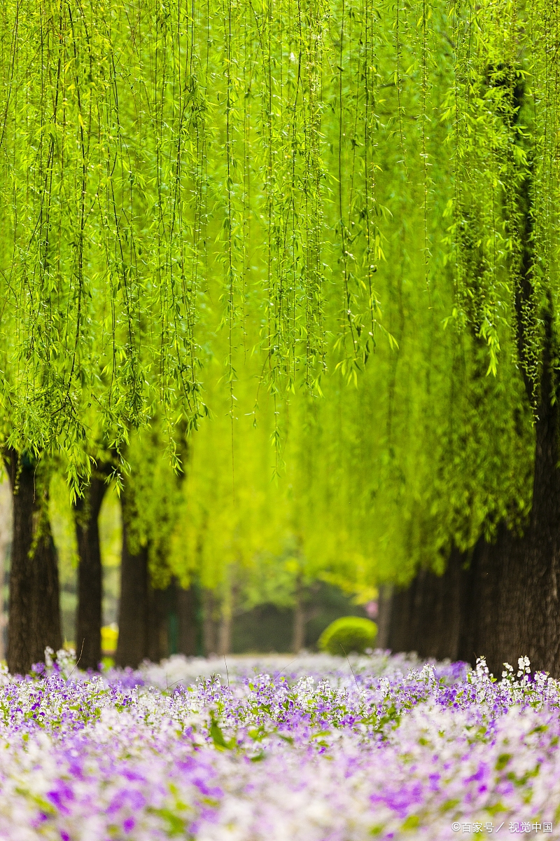 碧玉妆成一树高,万条垂下绿丝绦