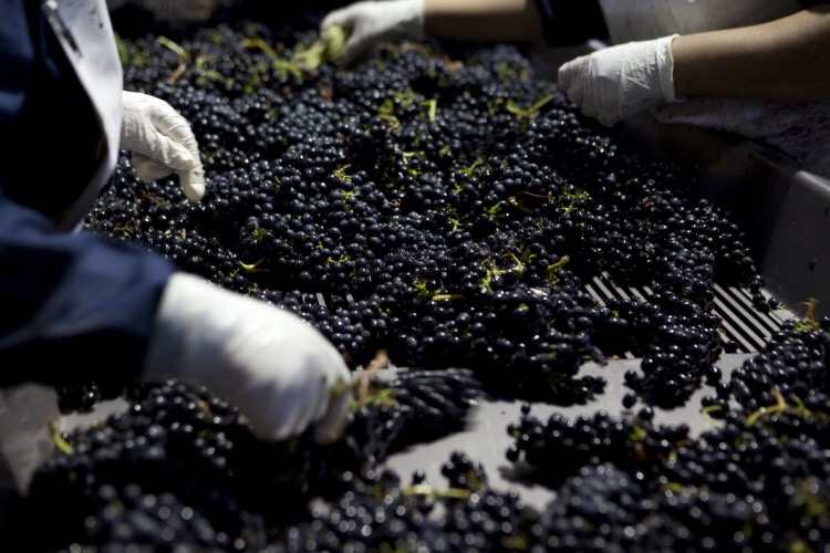 不过,虽然酿酒葡萄不需要清洗,但也要进行精细的手工筛选,选择成熟度