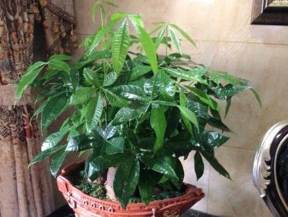 冬季养发财树,有3种情况会导致它叶片发黄,千万不要大意!