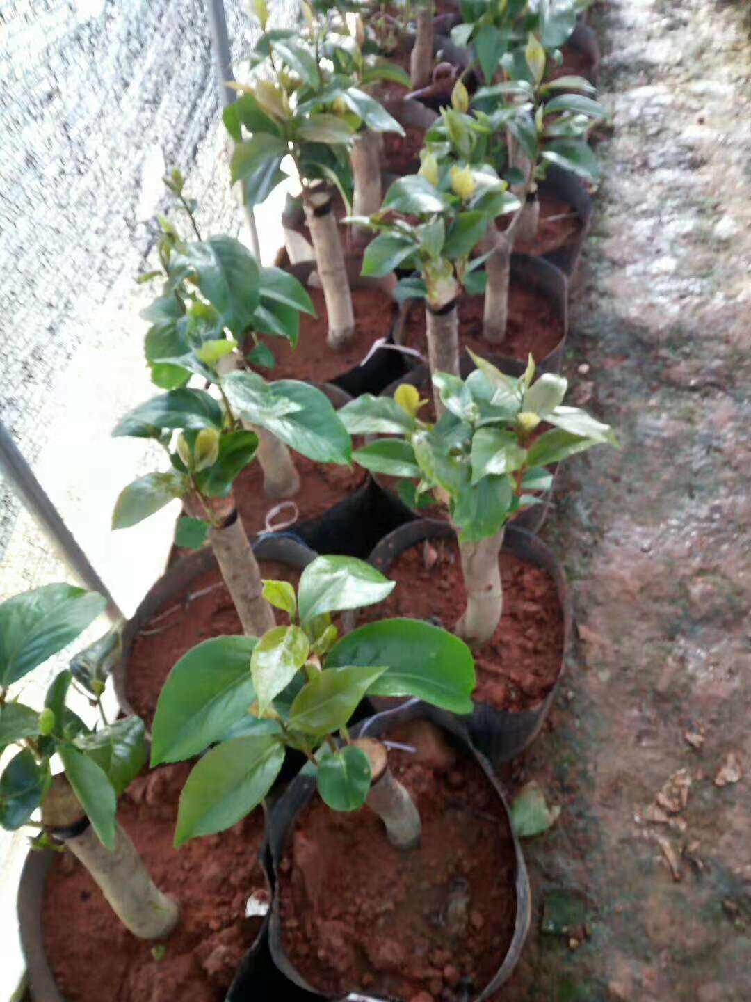 油茶树嫁接茶花(油茶树嫁接茶花视频)