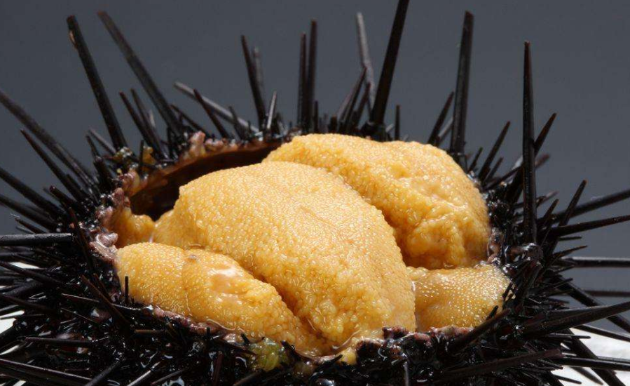 这种海鲜没有食物还能活10年,国外没人吃,国内只有土豪吃得起!