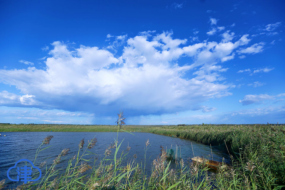 大黄堡湿地公园图片