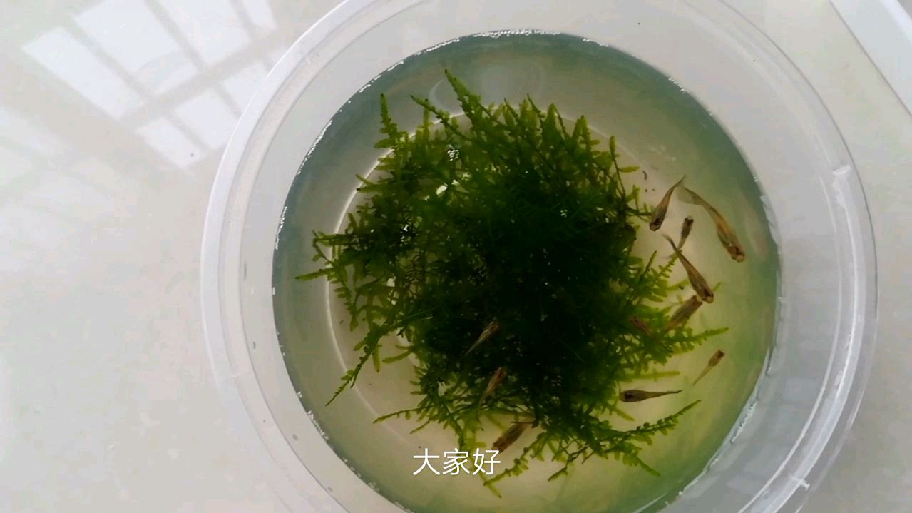 自繁孔雀鱼,母的多公的少,是技术原因吗?