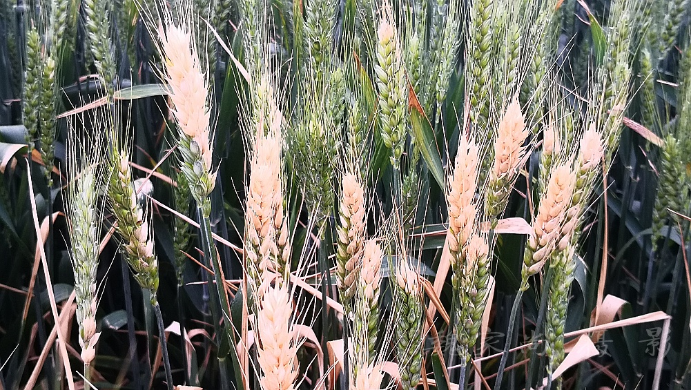 采购首页 商品专题_小麦下图一,二,三,是小麦茎基腐病造成的小麦白穗