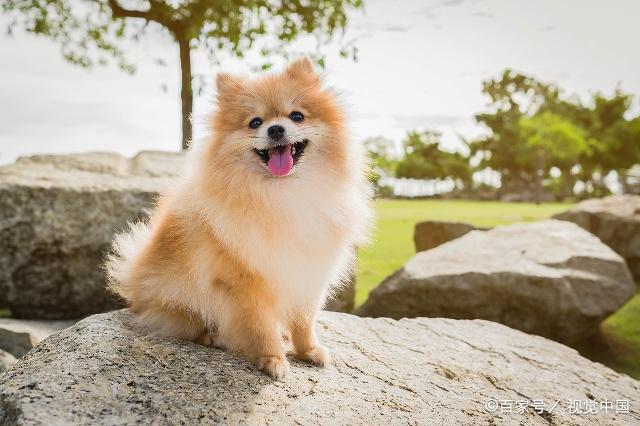 很多人说博美犬缺点多还难养,但它的优点,你又知道多少?