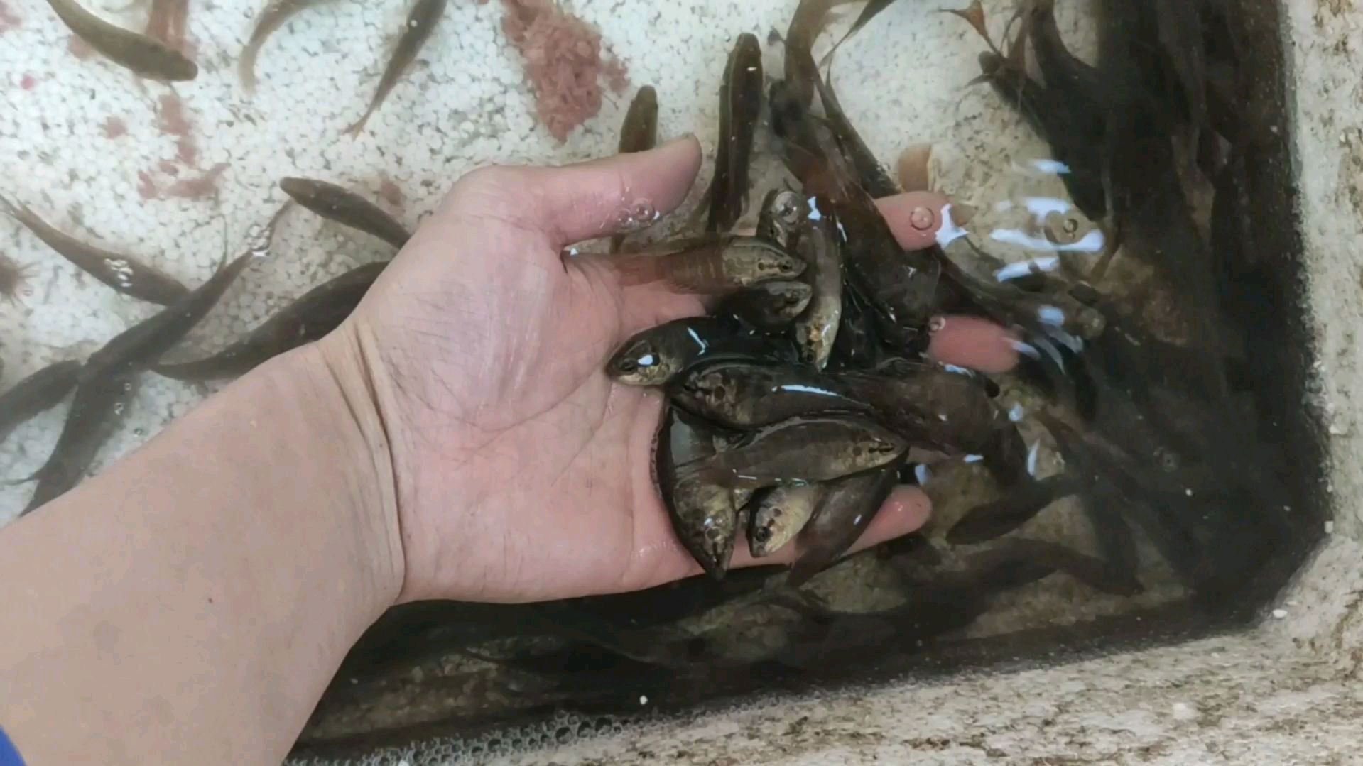 入冬到现在初次抓这么多斗鱼,潮汕话叫沙茫,山东那边叫三尾巴