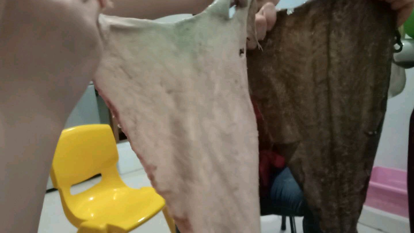 第二集,处理比目鱼真的太难了,费了九牛二虎之力