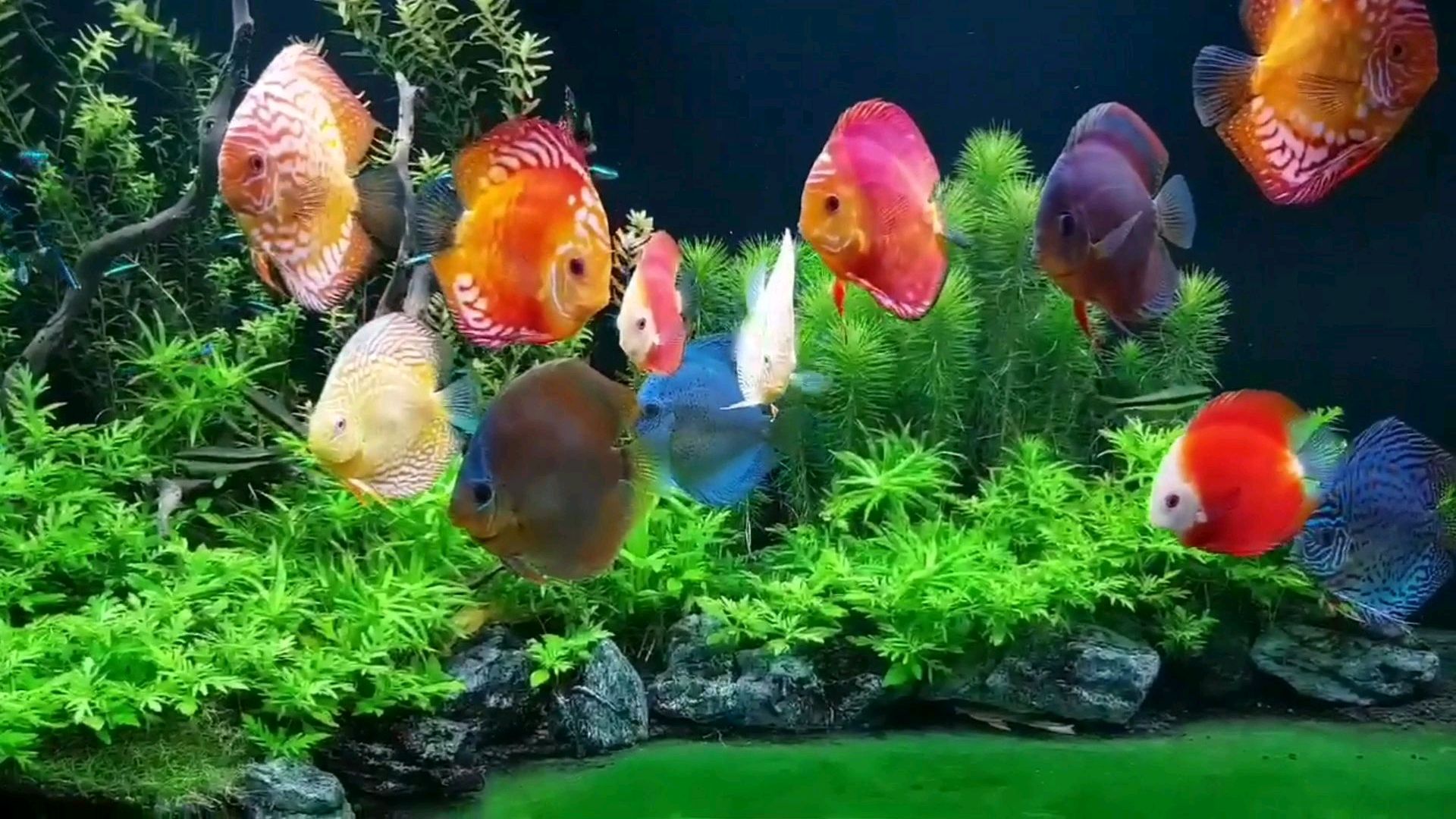 简约!不简单!世界上最难养的七彩神仙鱼!