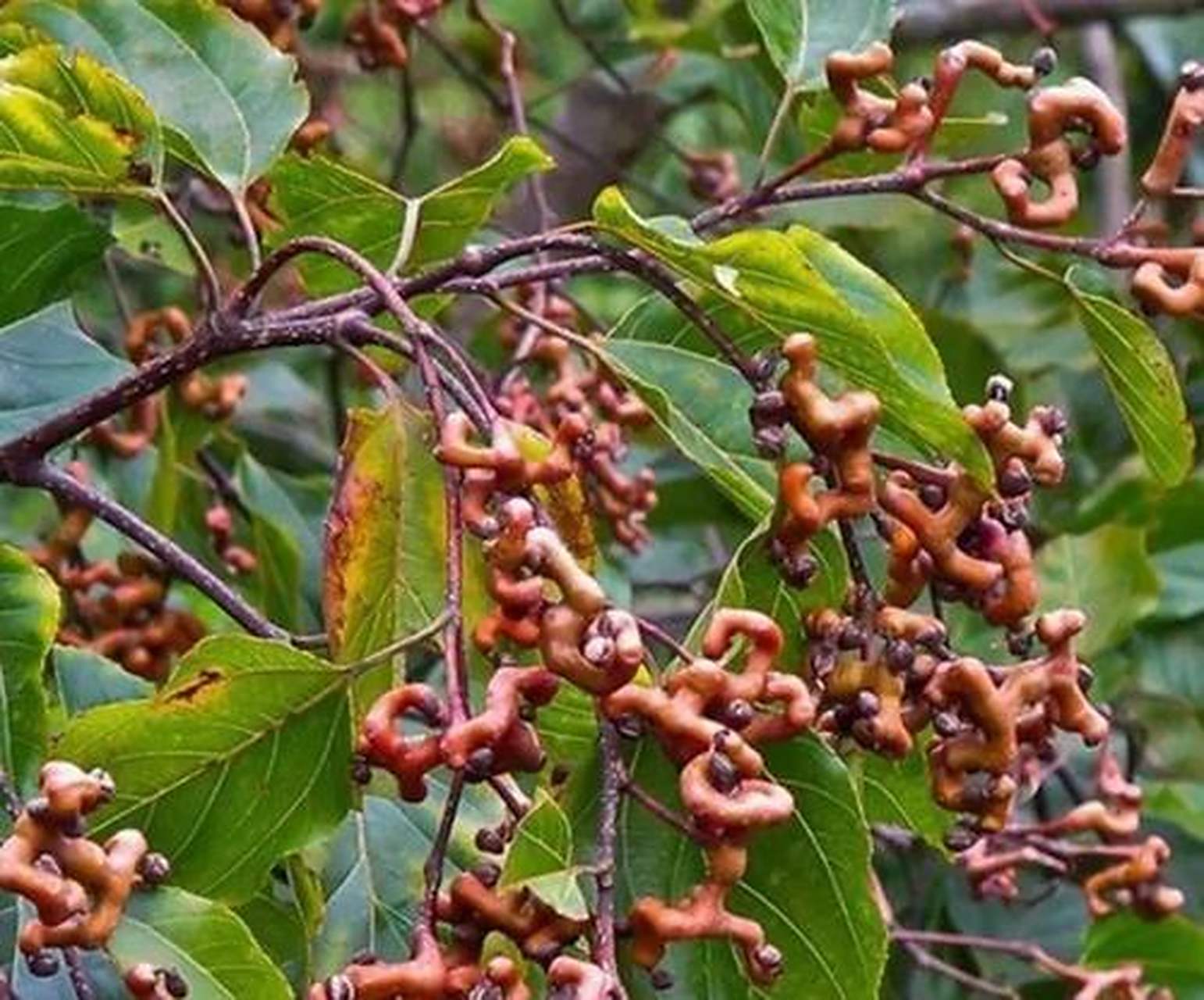 俗称鸡爪梨,学名枳棋子,又叫龙爪果,林琴,万字梨,万寿果,万韦果,金