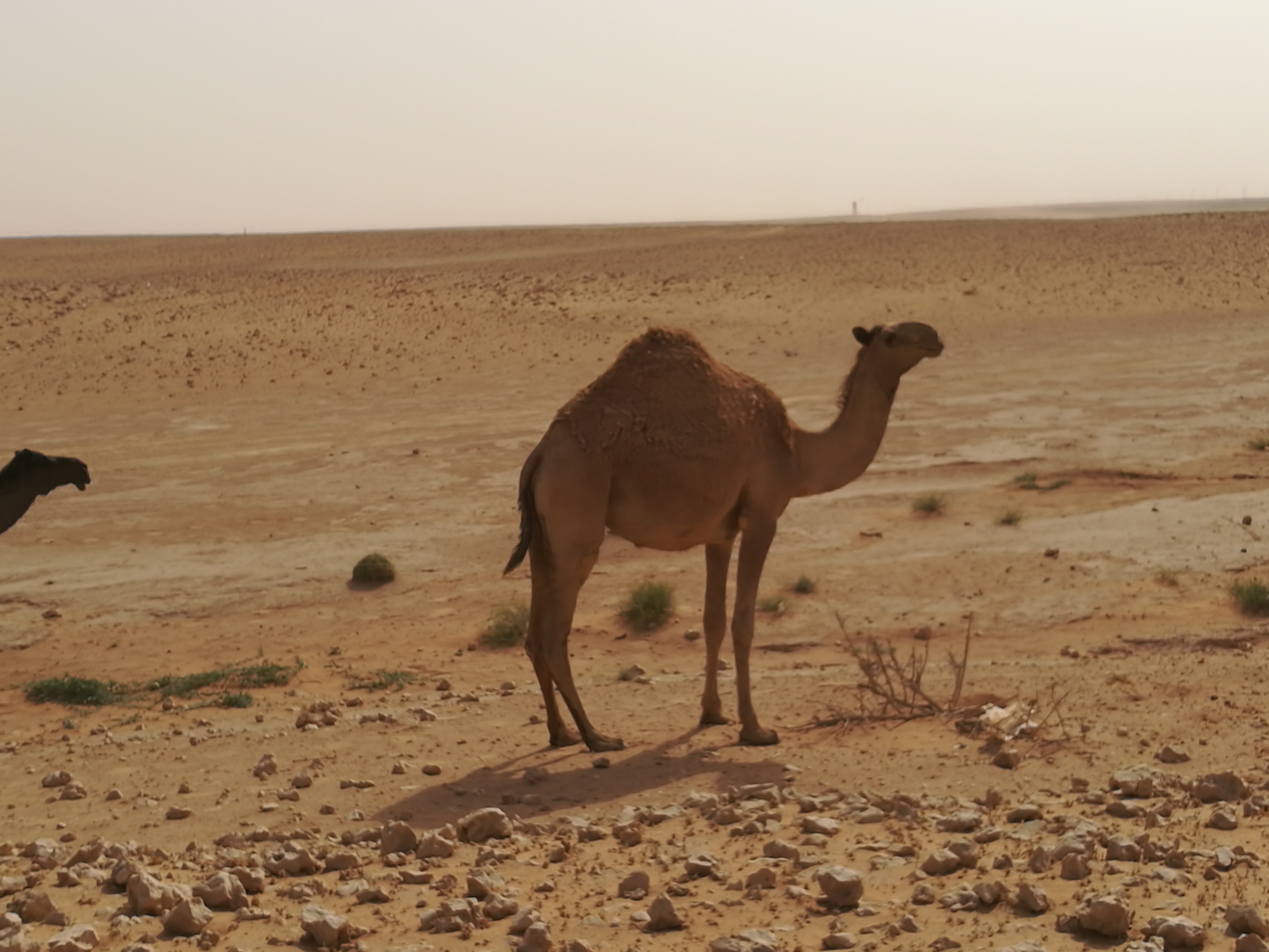 单驼峰骆驼图片