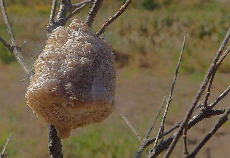 树枝上的"团螵蛸",过去农民见到无视,如今一斤320元